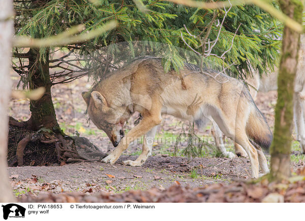 Grauwolf / grey wolf / PW-18653