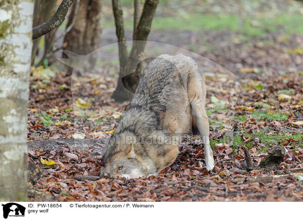 grey wolf / PW-18654