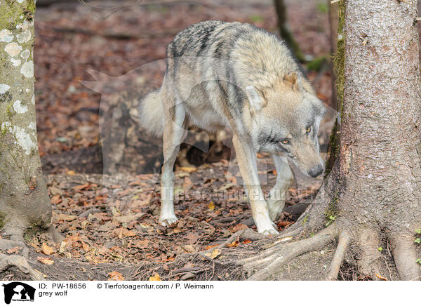 Grauwolf / grey wolf / PW-18656