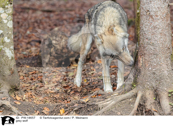 grey wolf / PW-18657