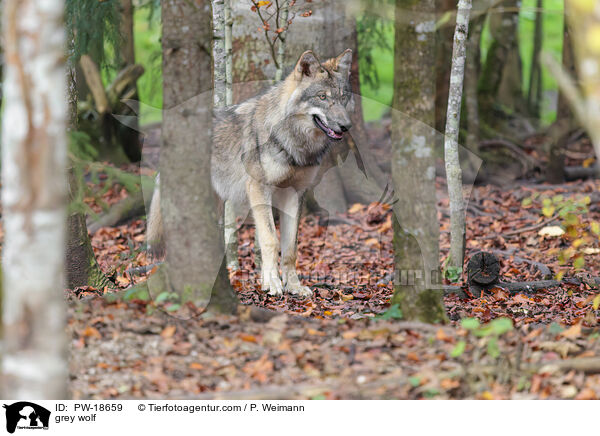 Grauwolf / grey wolf / PW-18659