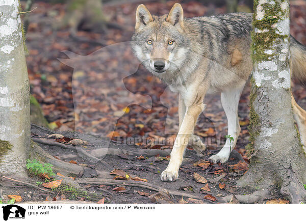 Grauwolf / grey wolf / PW-18667