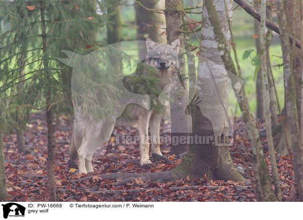 Grauwolf / grey wolf / PW-18668
