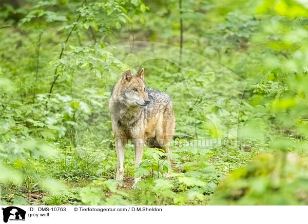 Grauwolf / grey wolf / DMS-10763