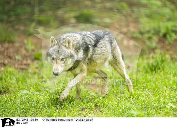 Grauwolf / grey wolf / DMS-10780