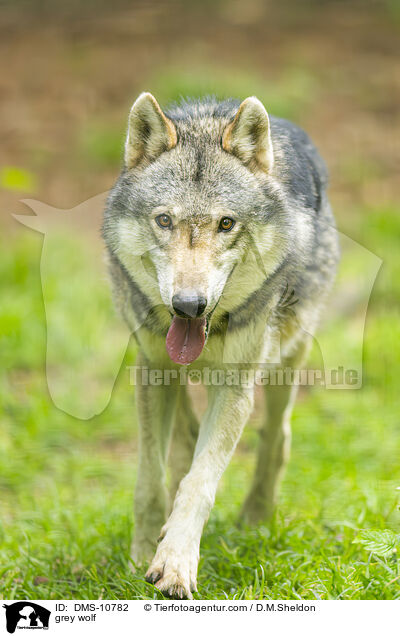 Grauwolf / grey wolf / DMS-10782