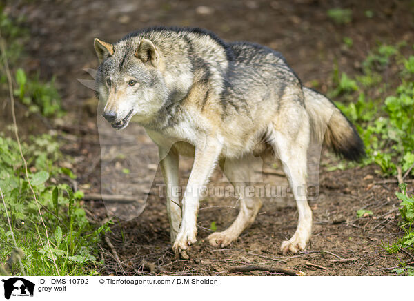 grey wolf / DMS-10792