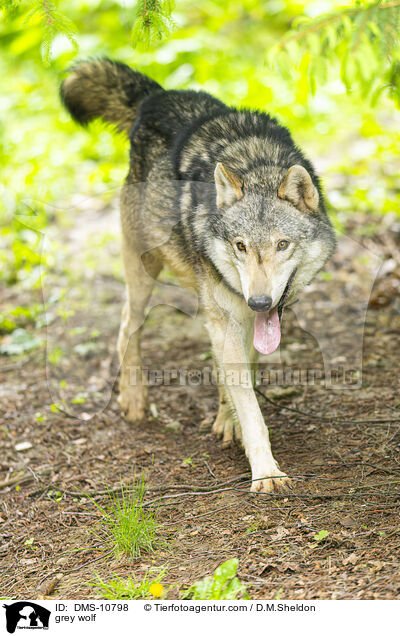 Grauwolf / grey wolf / DMS-10798