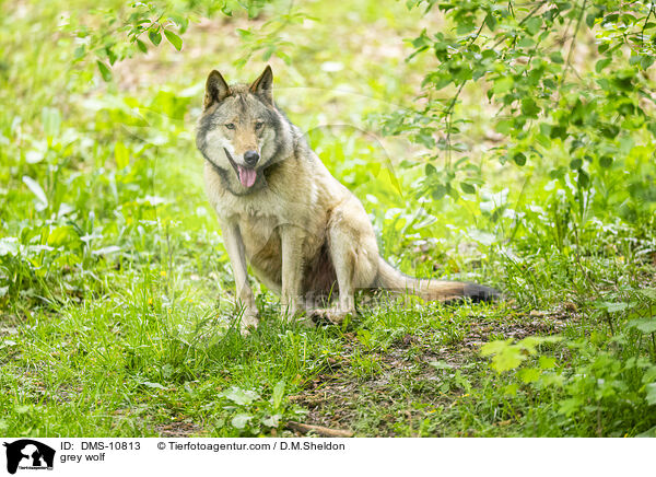 grey wolf / DMS-10813