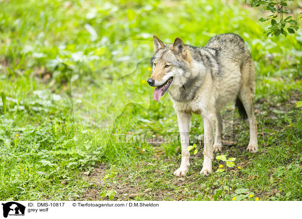 grey wolf / DMS-10817