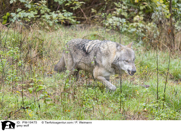 Grauwolf / grey wolf / PW-19475