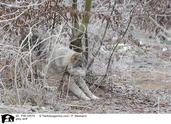 Grauwolf / grey wolf / PW-19574