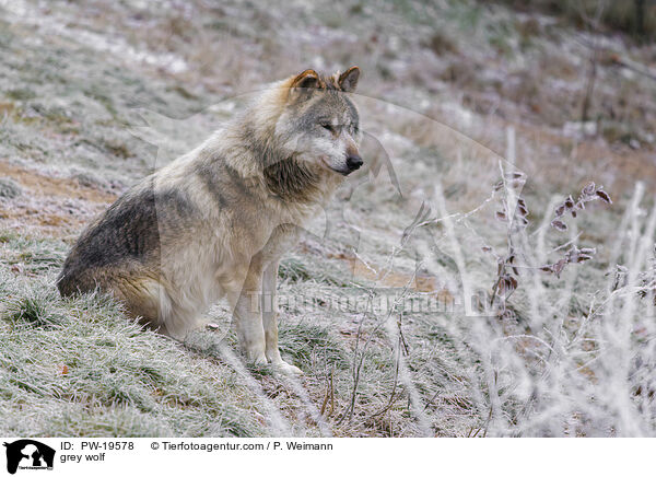Grauwolf / grey wolf / PW-19578