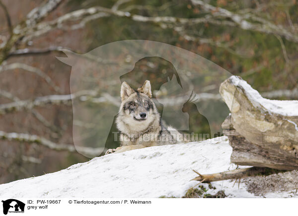 Grauwolf / grey wolf / PW-19667
