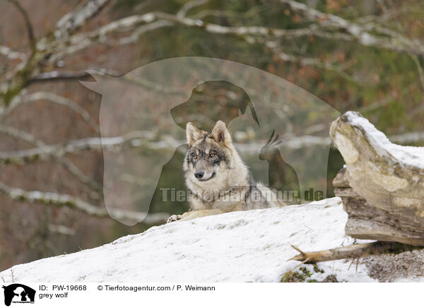Grauwolf / grey wolf / PW-19668