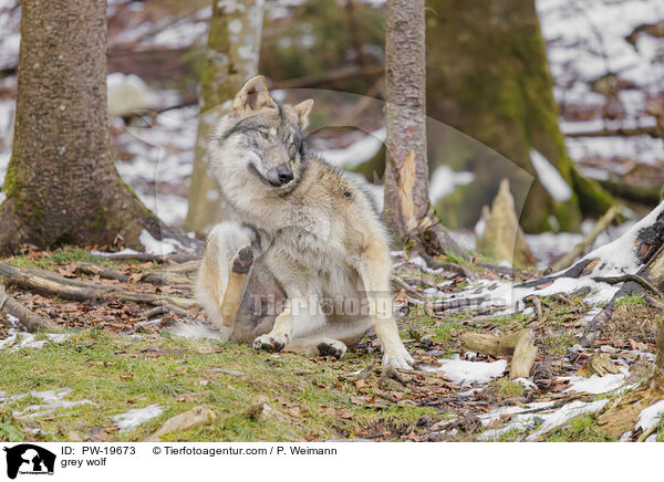 Grauwolf / grey wolf / PW-19673