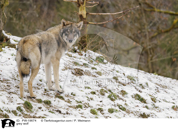 Grauwolf / grey wolf / PW-19674