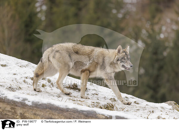 Grauwolf / grey wolf / PW-19677