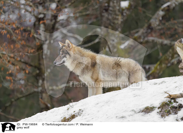 Grauwolf / grey wolf / PW-19684