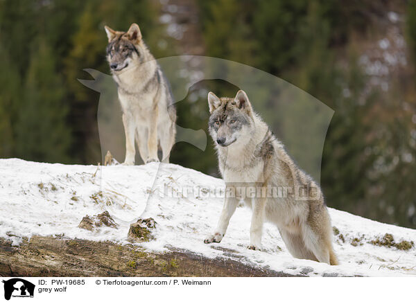 Grauwolf / grey wolf / PW-19685