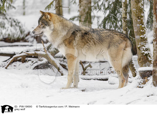 Grauwolf / grey wolf / PW-19690