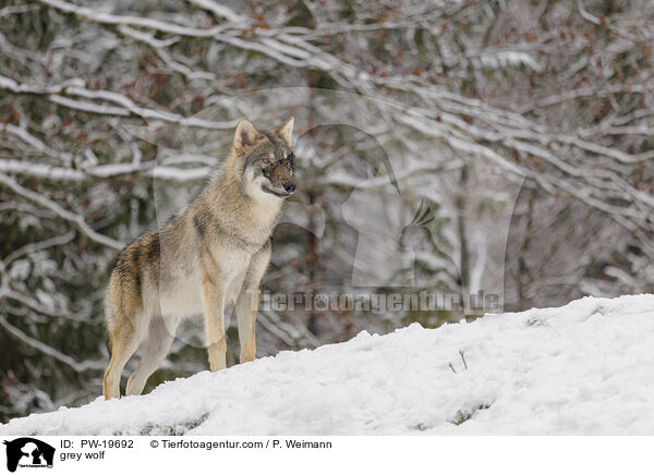 Grauwolf / grey wolf / PW-19692
