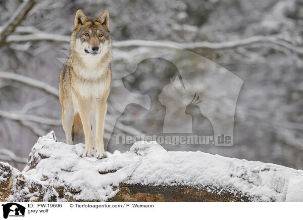 Grauwolf / grey wolf / PW-19696