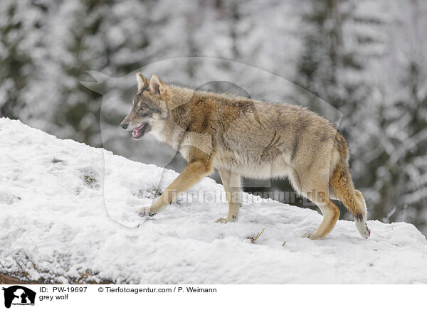 grey wolf / PW-19697