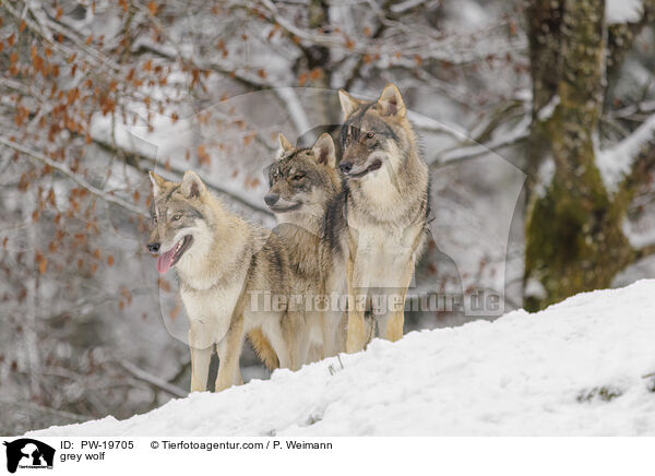 Grauwolf / grey wolf / PW-19705