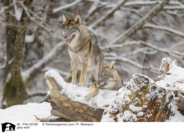 Grauwolf / grey wolf / PW-19708