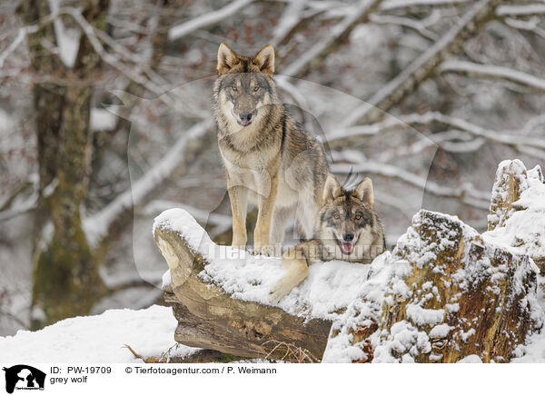 Grauwolf / grey wolf / PW-19709