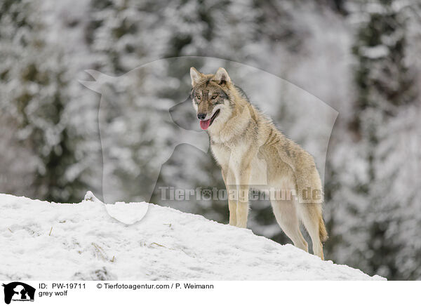 Grauwolf / grey wolf / PW-19711