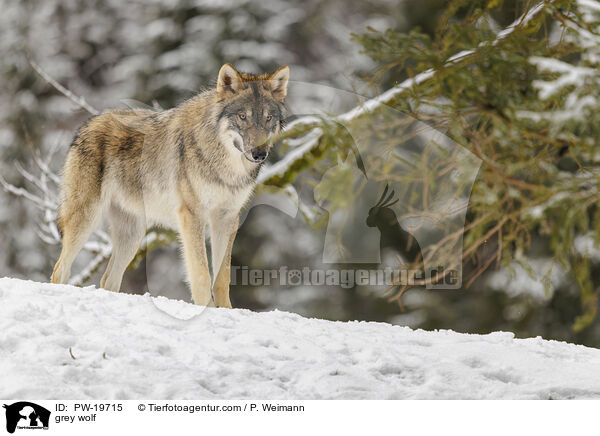 Grauwolf / grey wolf / PW-19715
