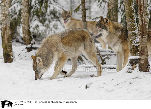 Grauwolf / grey wolf / PW-19718
