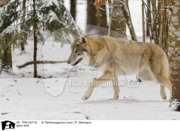 Grauwolf / grey wolf / PW-19719
