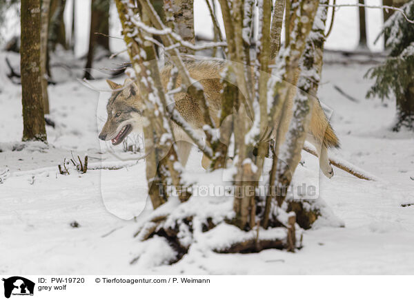 Grauwolf / grey wolf / PW-19720