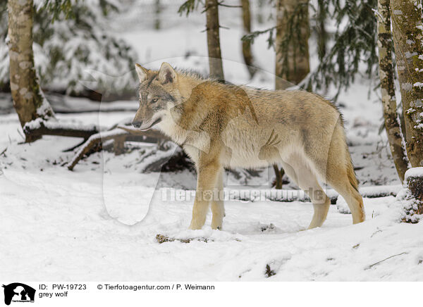 Grauwolf / grey wolf / PW-19723