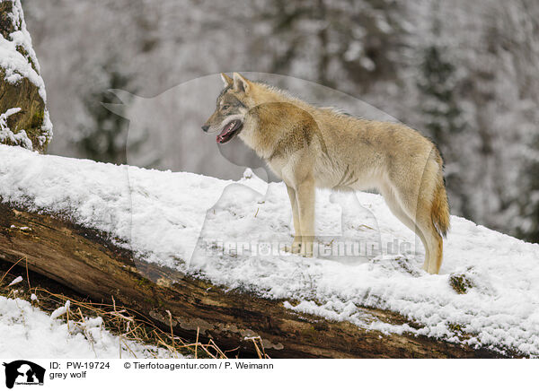 Grauwolf / grey wolf / PW-19724