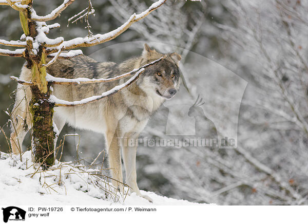 Grauwolf / grey wolf / PW-19726