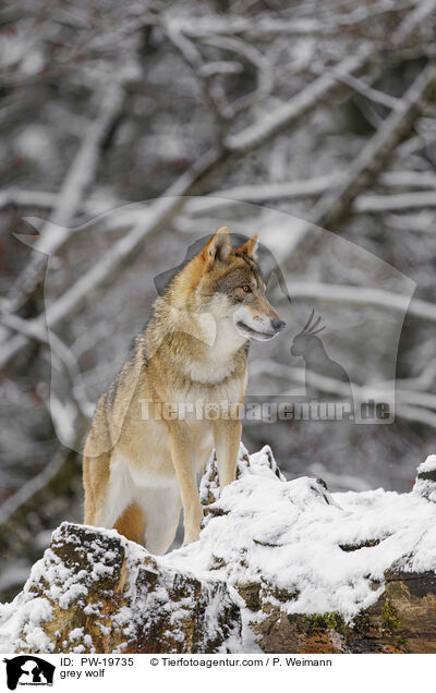 Grauwolf / grey wolf / PW-19735