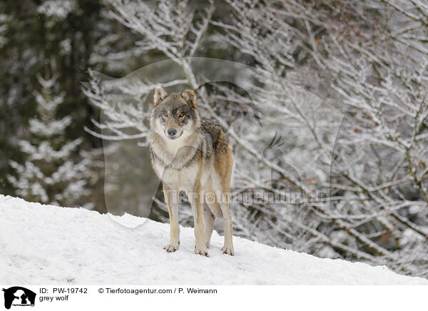 Grauwolf / grey wolf / PW-19742