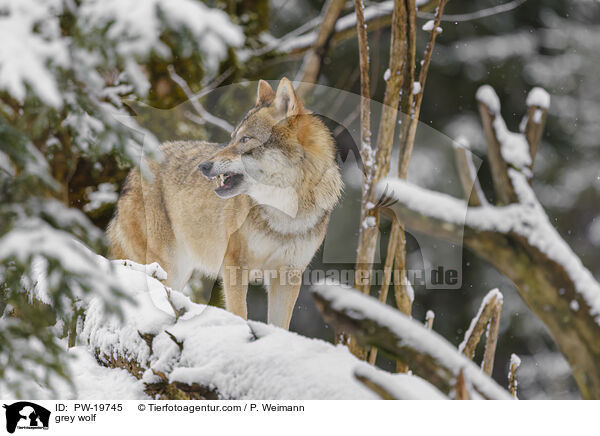 Grauwolf / grey wolf / PW-19745