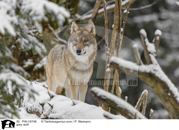 Grauwolf / grey wolf / PW-19746