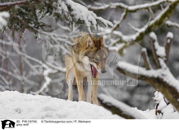 Grauwolf / grey wolf / PW-19749