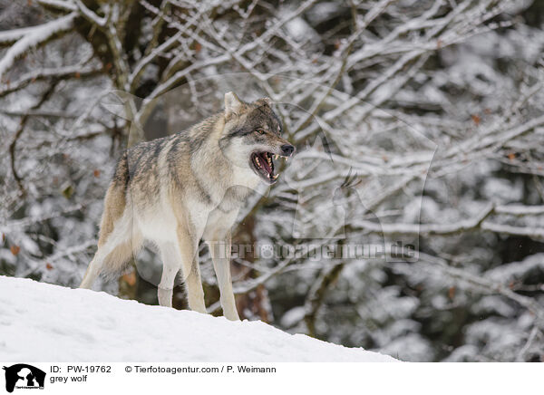 Grauwolf / grey wolf / PW-19762