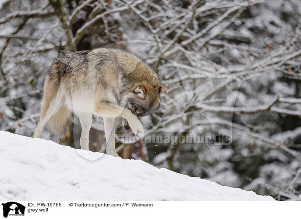 Grauwolf / grey wolf / PW-19766