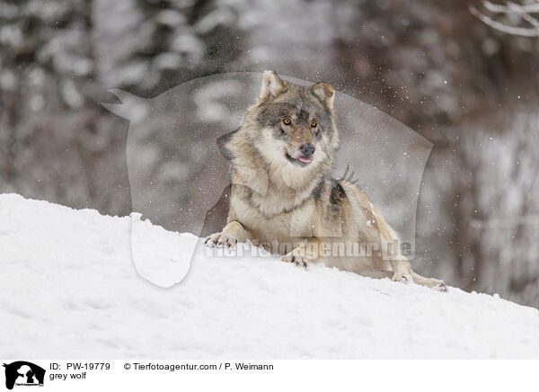 Grauwolf / grey wolf / PW-19779