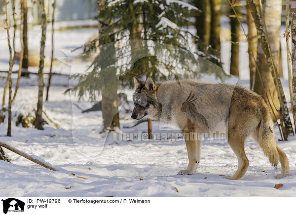 Grauwolf / grey wolf / PW-19796