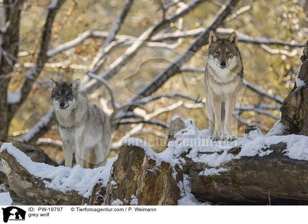 Grauwolf / grey wolf / PW-19797