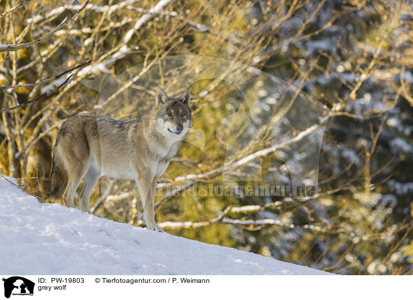 grey wolf / PW-19803